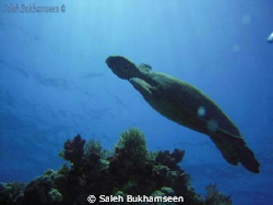photo teaken by small camera Nikon colpix 360 by Saleh Bukhamseen 